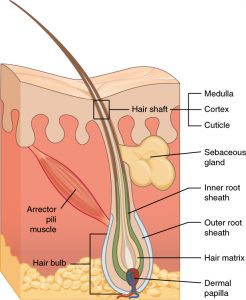 hair structure - split ends