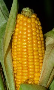 sweet corn benefits for skin