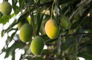 mangoes during pregnancy