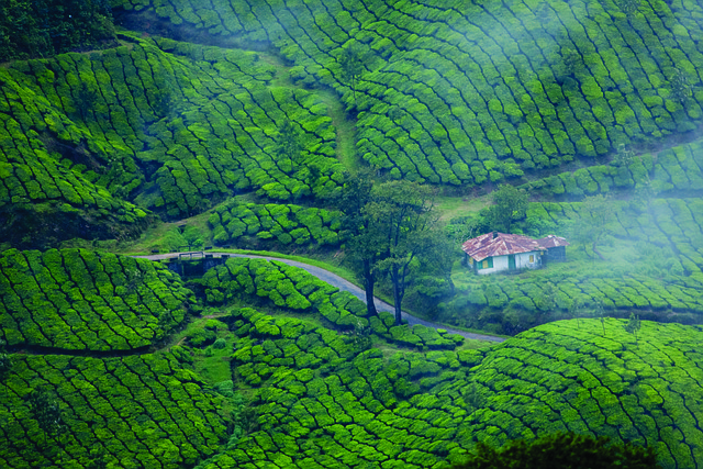 Munnar - The Tea Gardens of Tranquility