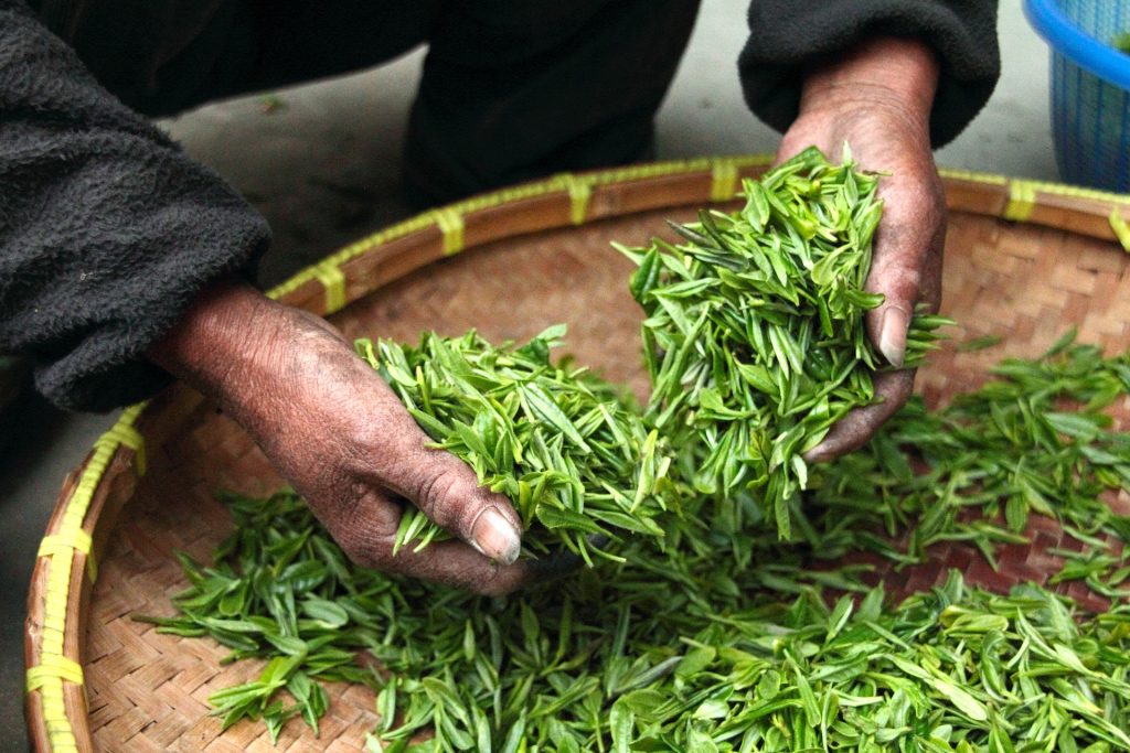 Harvesting Henna Leaves