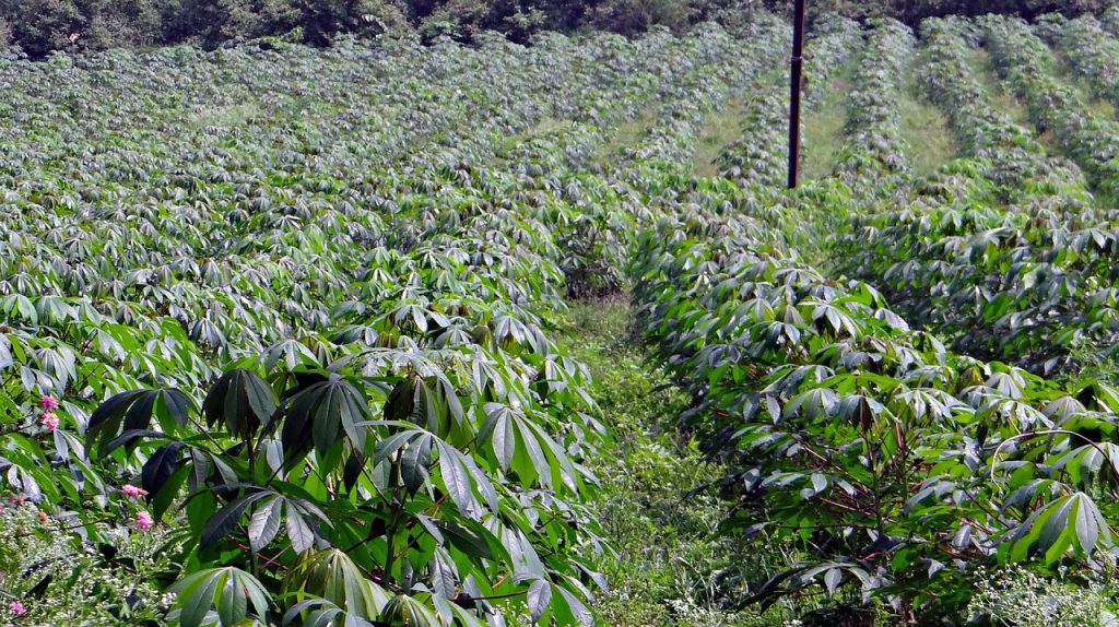 Cultivation Practices