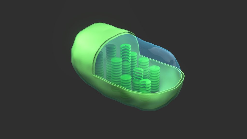 The Molecular Ballet of Photosynthesis