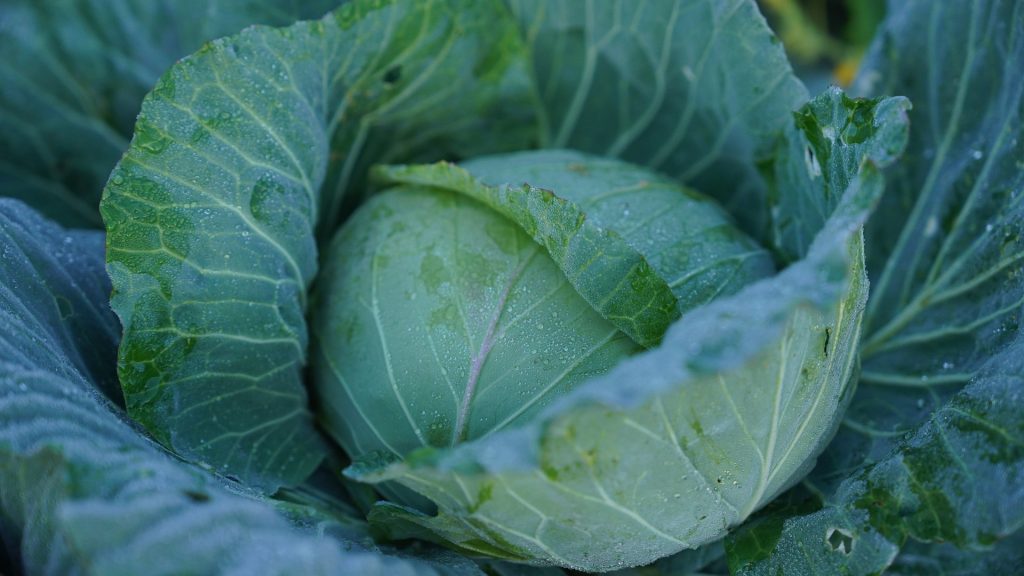 Collard Greens: Southern Comfort with a Nutrient Kick