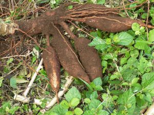 about tapioca plant