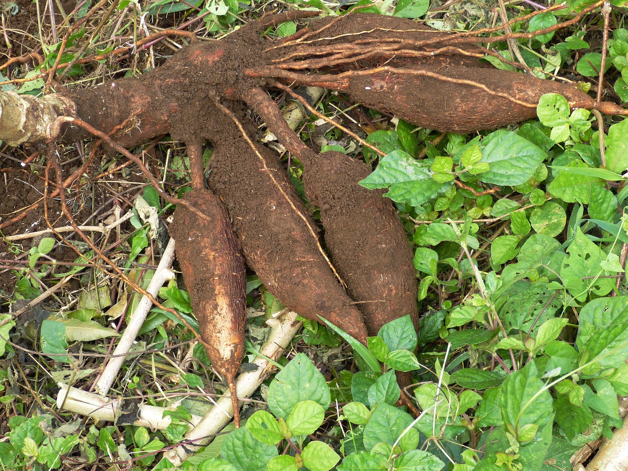 about tapioca plant