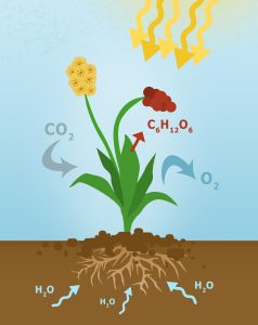 Photosynthesis