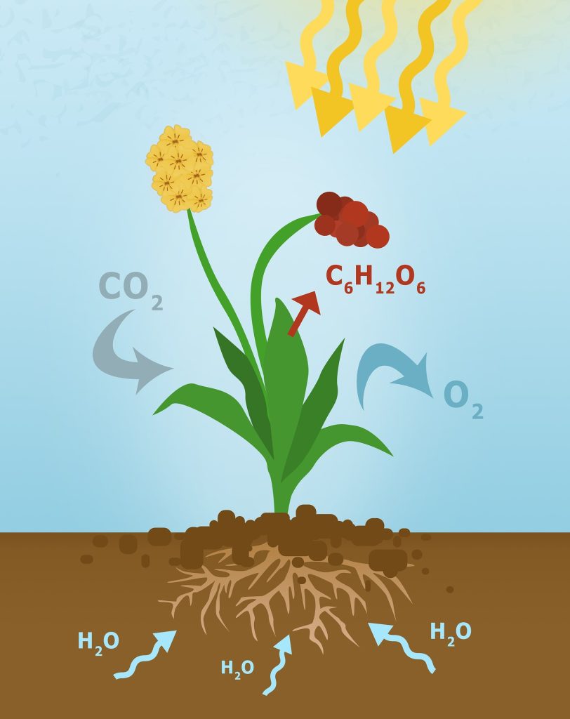 Photosynthesis