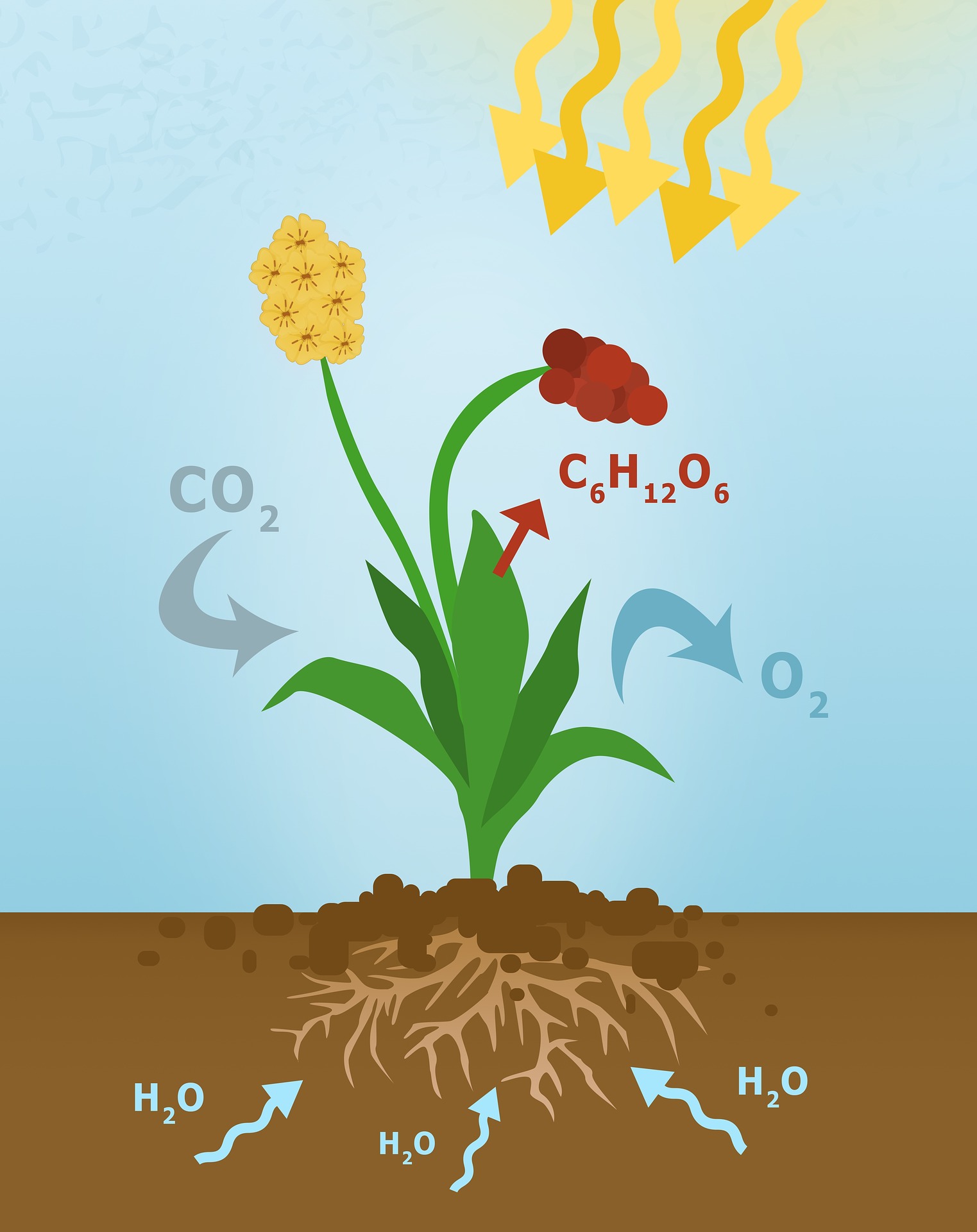 Photosynthesis