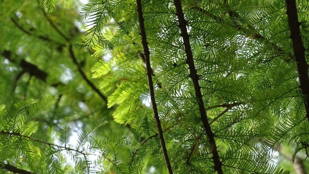 Ecological Significance of Photosynthesis