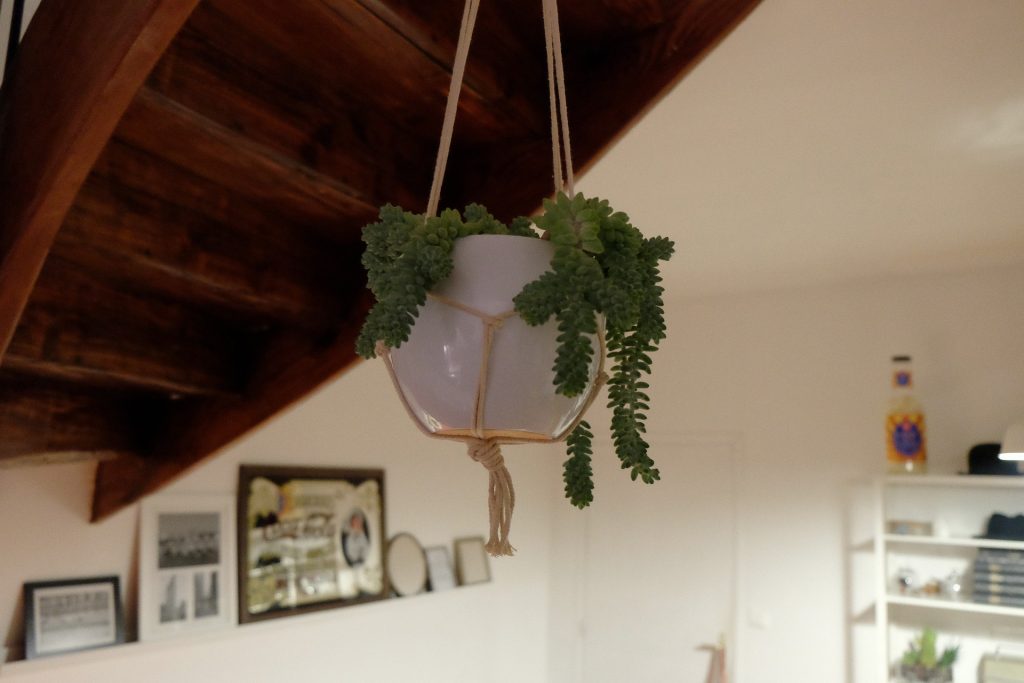 Hanging plants