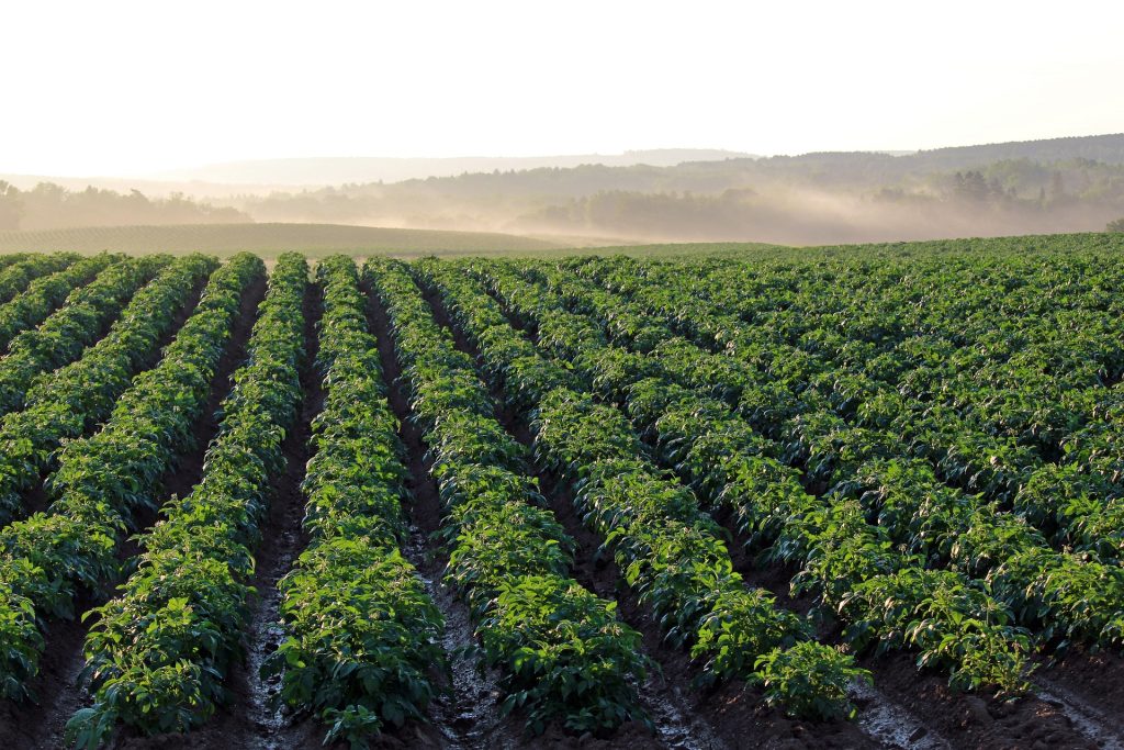 Implications for Agriculture and Technology