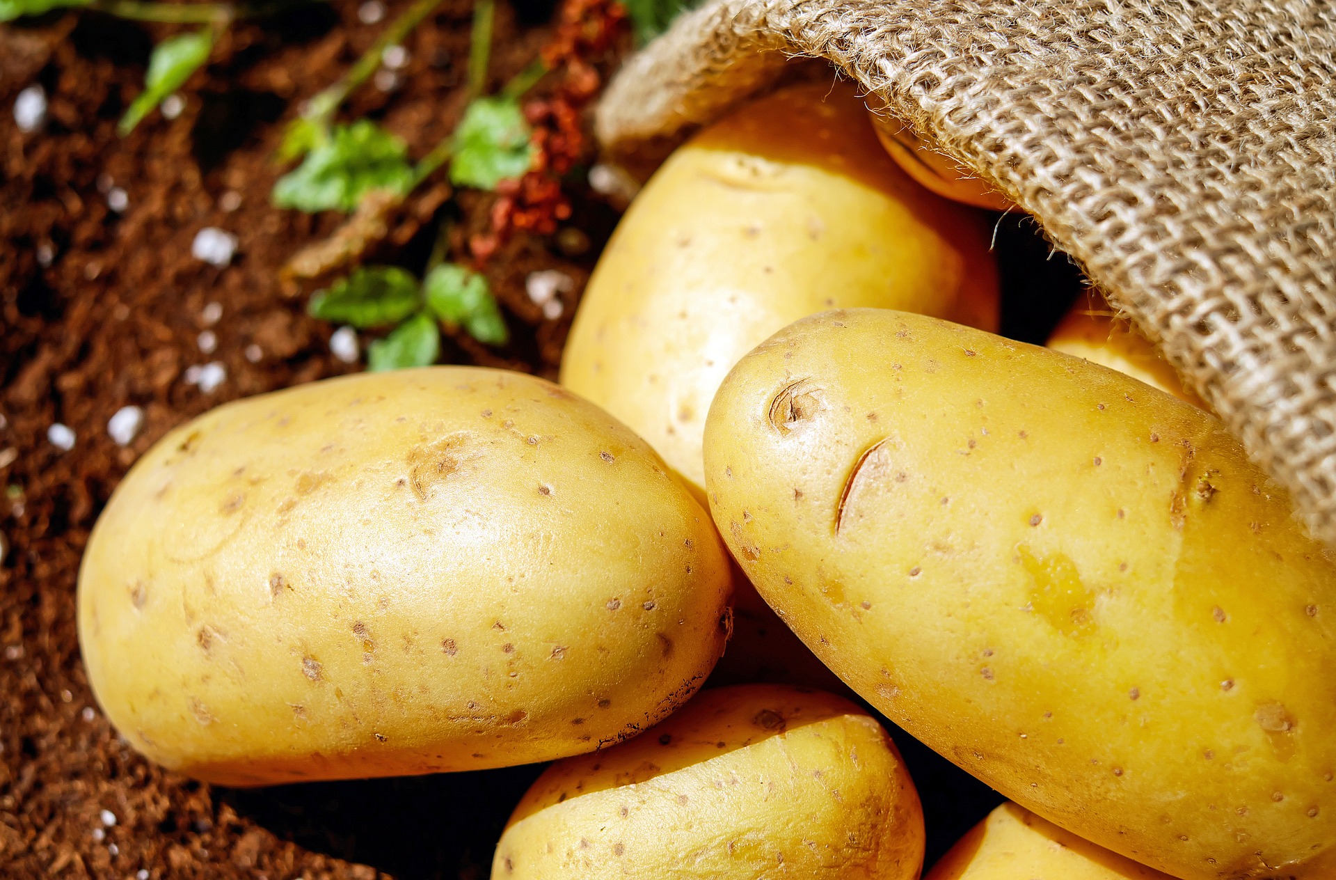 Benefits of potatoes