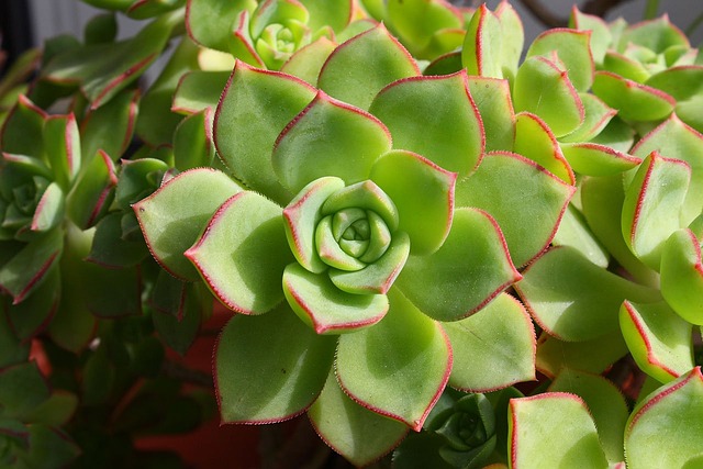 Echeverias