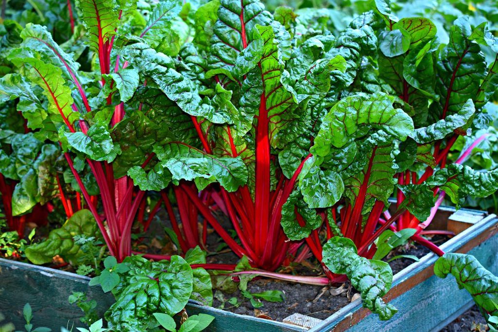 Swiss Chard: Colorful and Nutrient-Rich