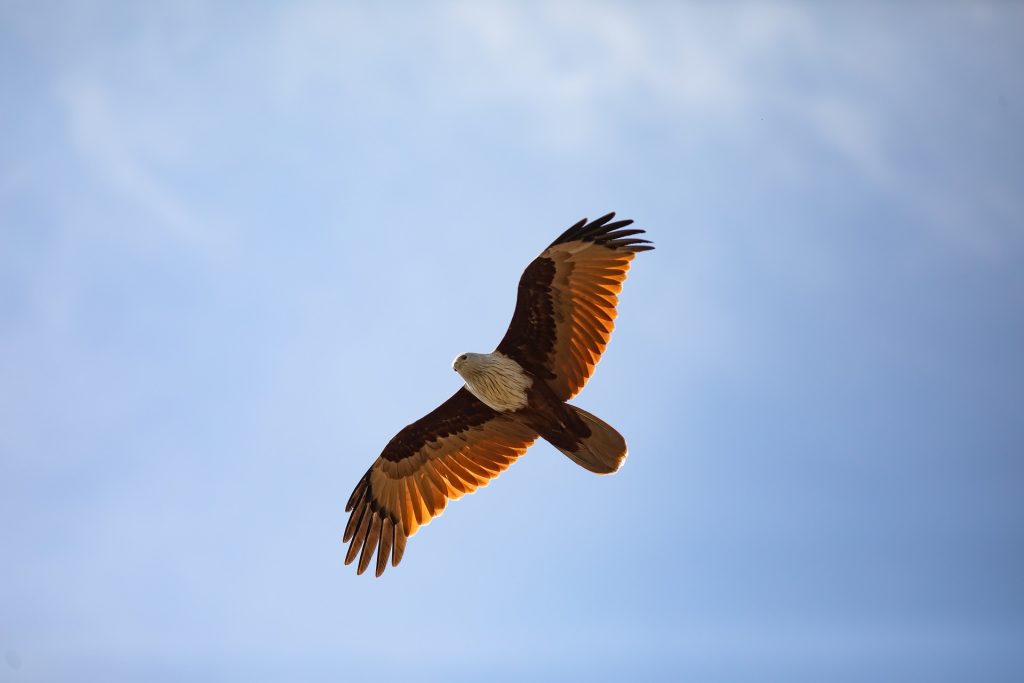 Birds of prey
