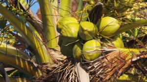 tender coconut water benefits