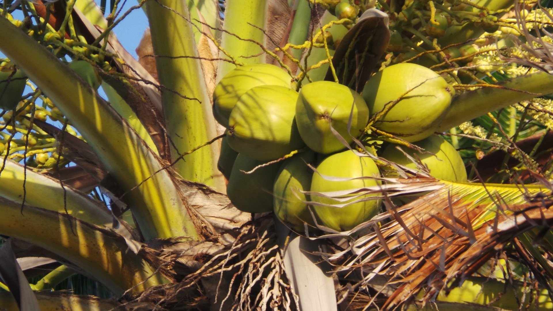 tender coconut water benefits