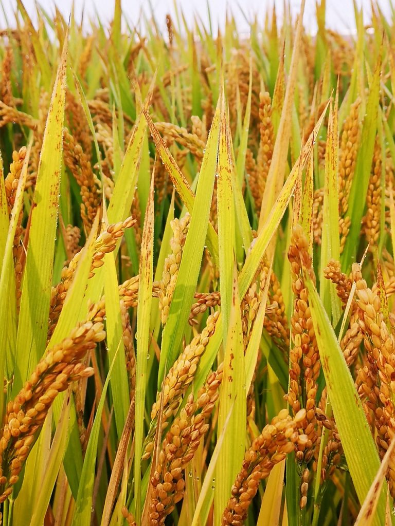 Historical Significance