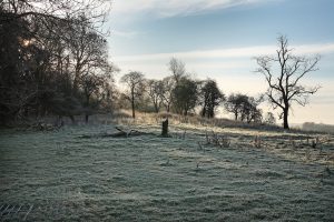 effects of deforestation