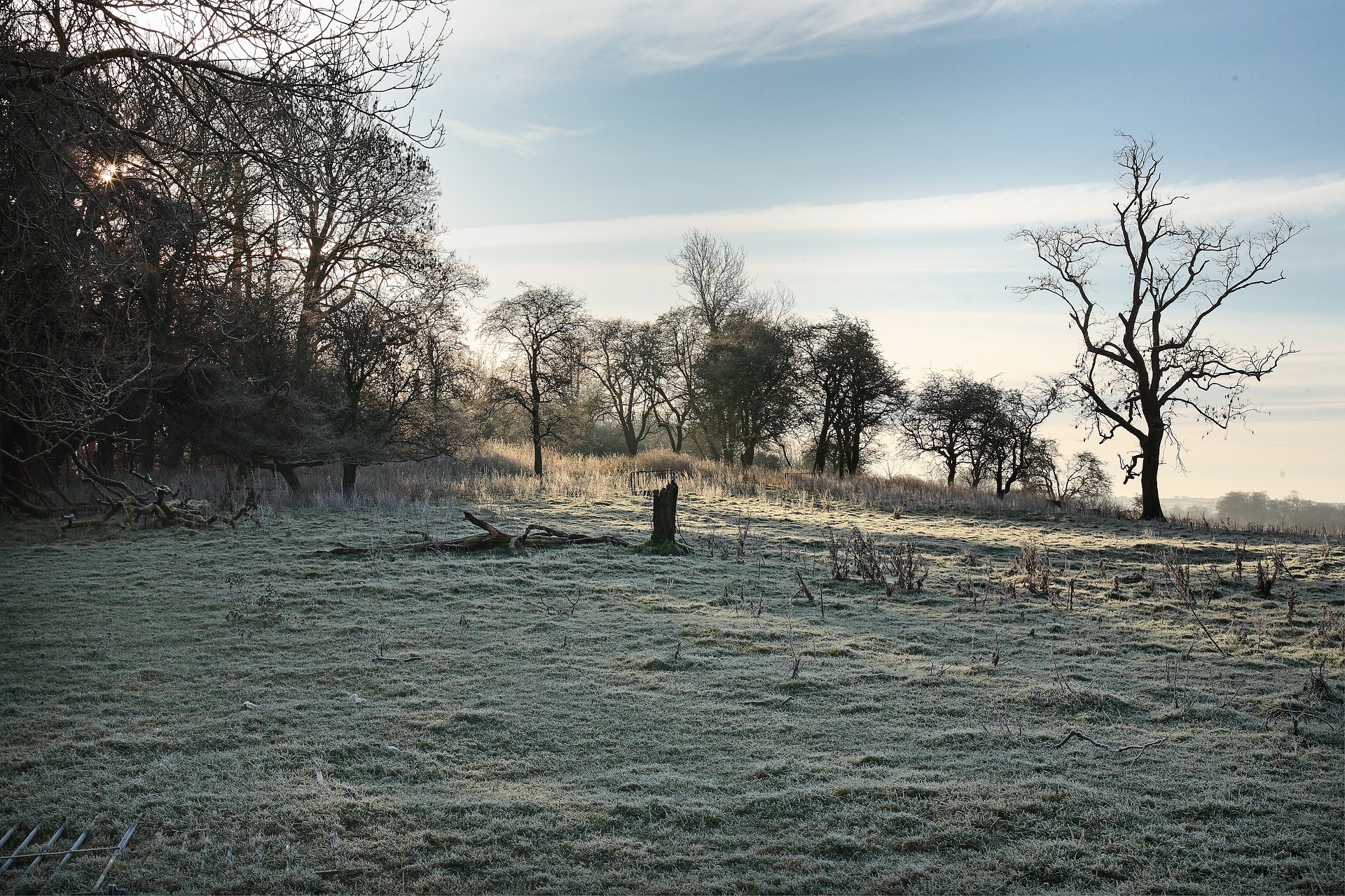 effects of deforestation