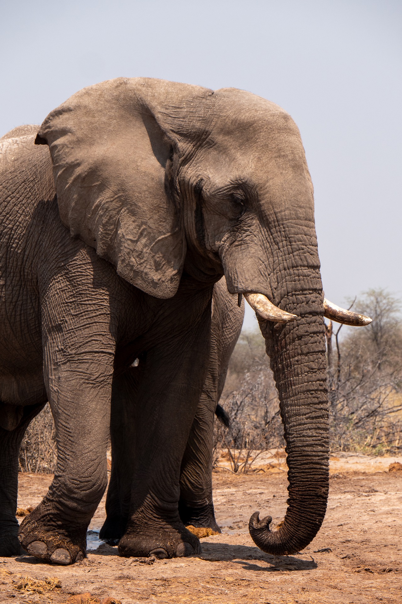 elephants characteristics