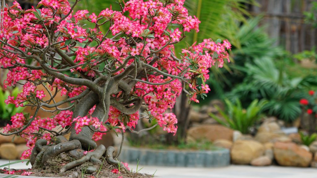 Selecting the Right Bonsai Tree