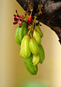 bilimbi fruit benefits