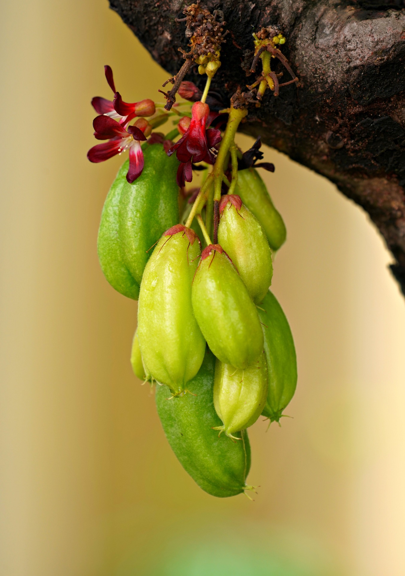bilimbi fruit benefits