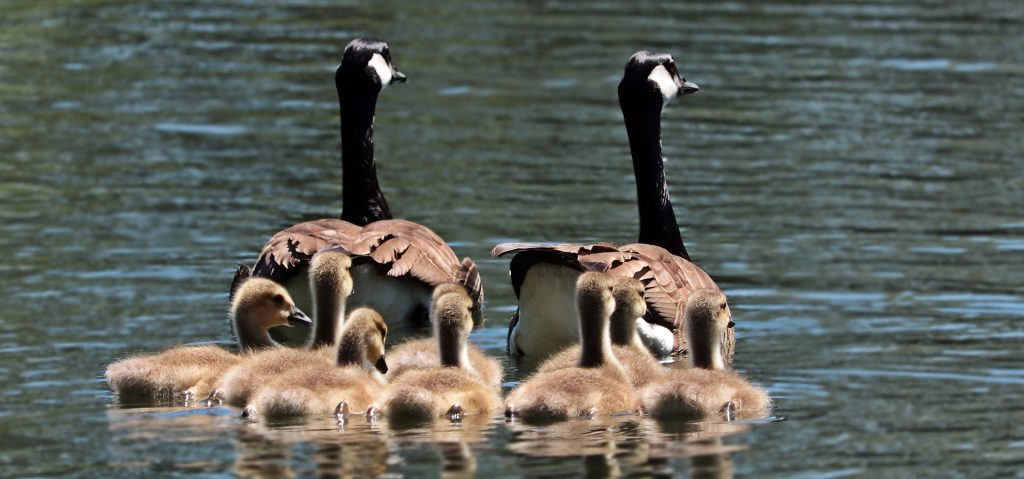 Waterfowl