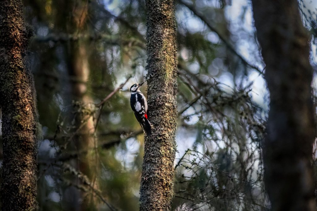 Perching Birds