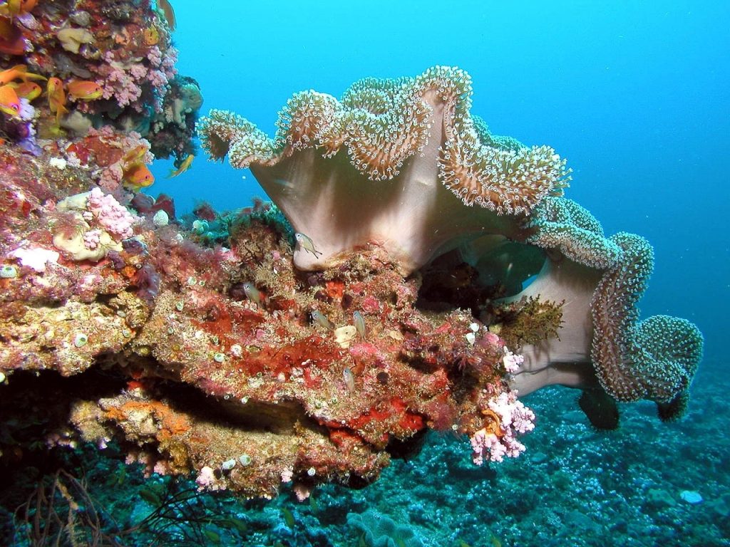 Underwater Wonderland: Coral Reefs and Marine Life