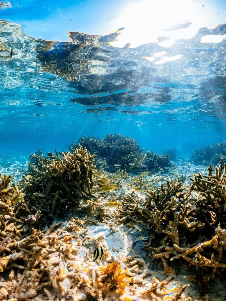 Climate Change and Coral Bleaching