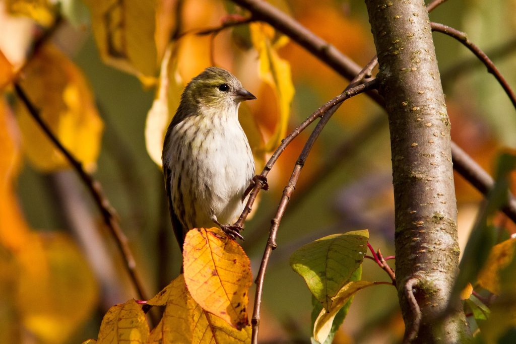 Songbirds