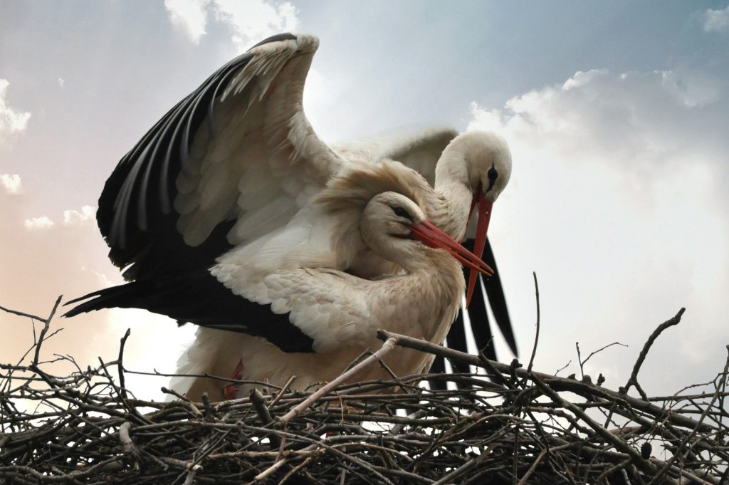 Wading Birds