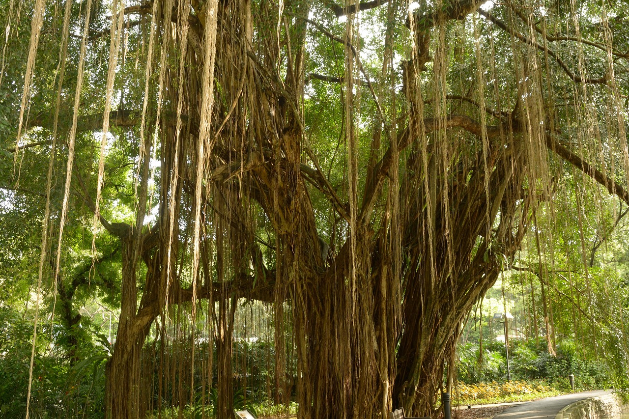 Benefits of Banyan tree