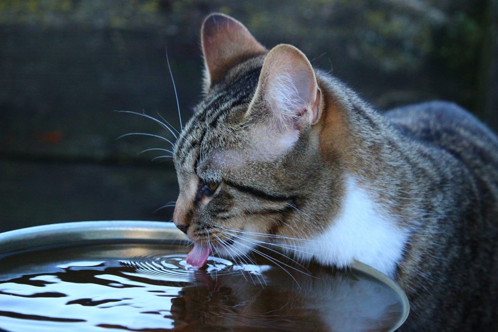 Pet Care: Keeping Furry Friends Safe