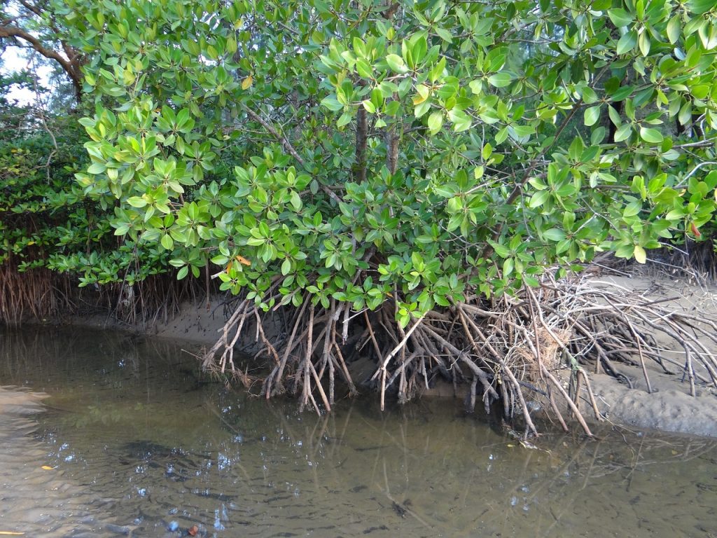 Water Filtration and Nutrient Cycling
