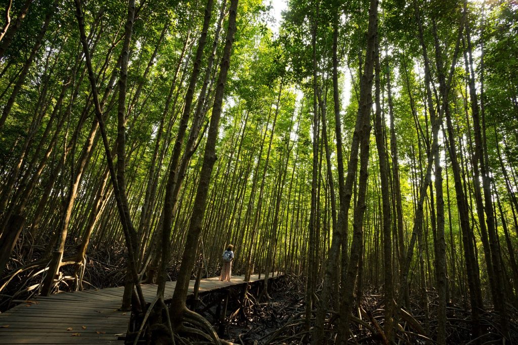 mangrove forests benefits