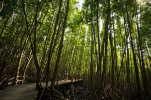 mangrove forests benefits