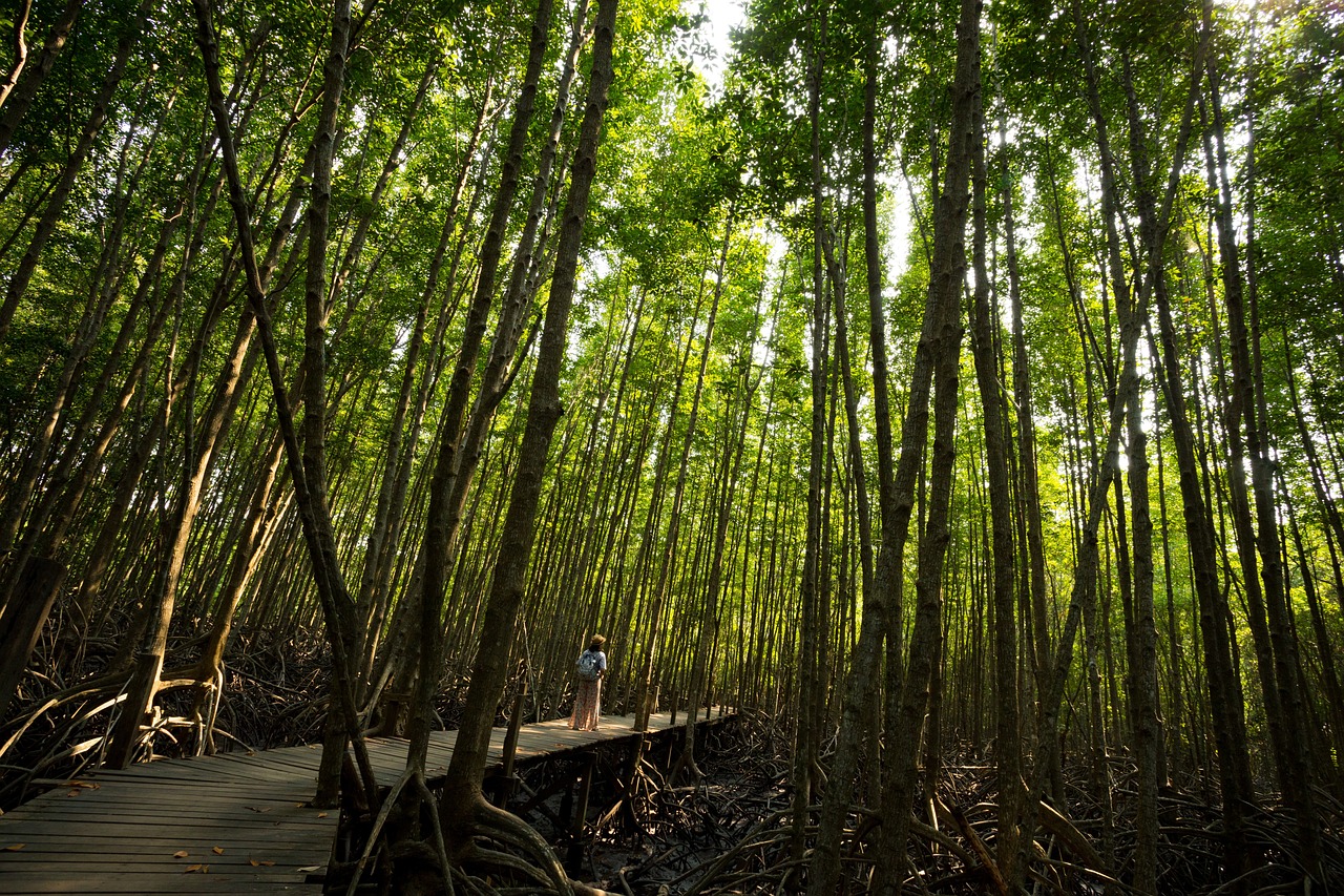 mangrove forests benefits