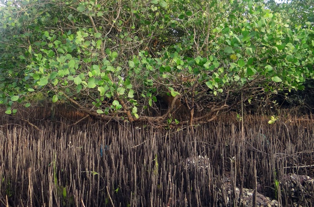 Carbon Sequestration